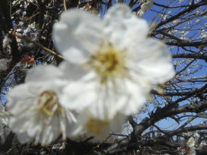 DSCN9200
