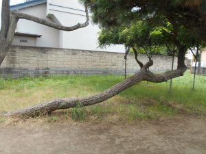 DSCN0322