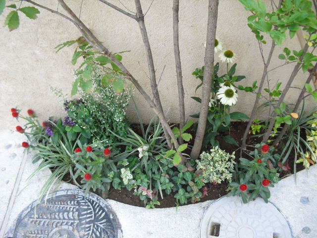 CIMG6300.jpg