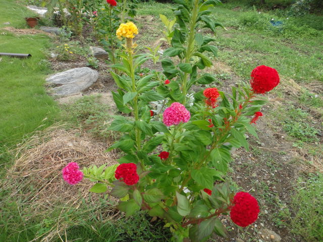 DSC00878.jpg