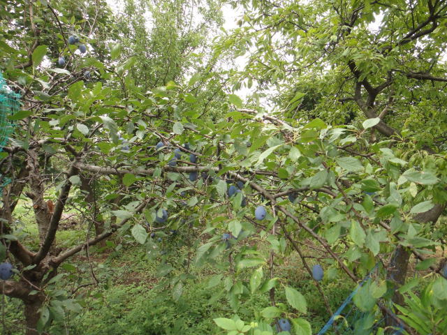 DSC00879.jpg
