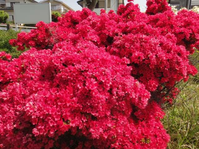 DSC03317.JPG