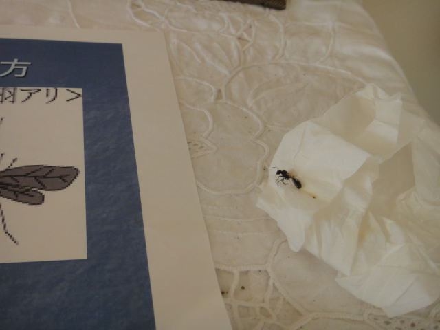 DSC09878-1.jpg